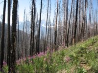 Burnt Trail on Hawk Creek